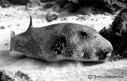 Taken at "Golden Blocks" Dahab. Monochroming this shot br... by Jonny Simpson-lee 